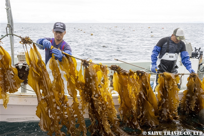 Traditional Summer in Shiretoko Rausu: Kelp Harvesting